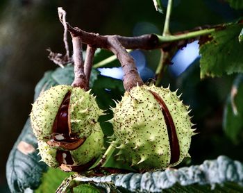 Close-up of fruit growing on tree