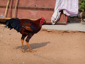 Low section of rooster standing on floor