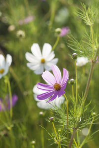 Close-up of cosmos flowers blooming outdoors