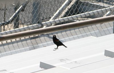 Close-up of bird perching on wall