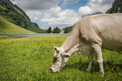 Cow grazing on field against sky