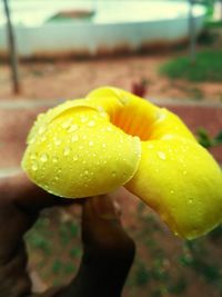 Close-up of yellow flower