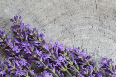 High angle view of purple flowers