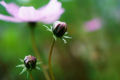 Close-up of flower buds