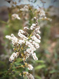 Close-up of white flowering plant on field