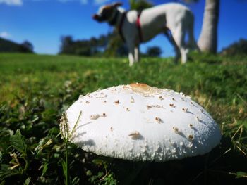 Close-up of mushroom growing on field