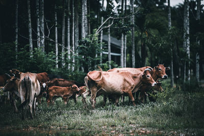 Cows standing in a field