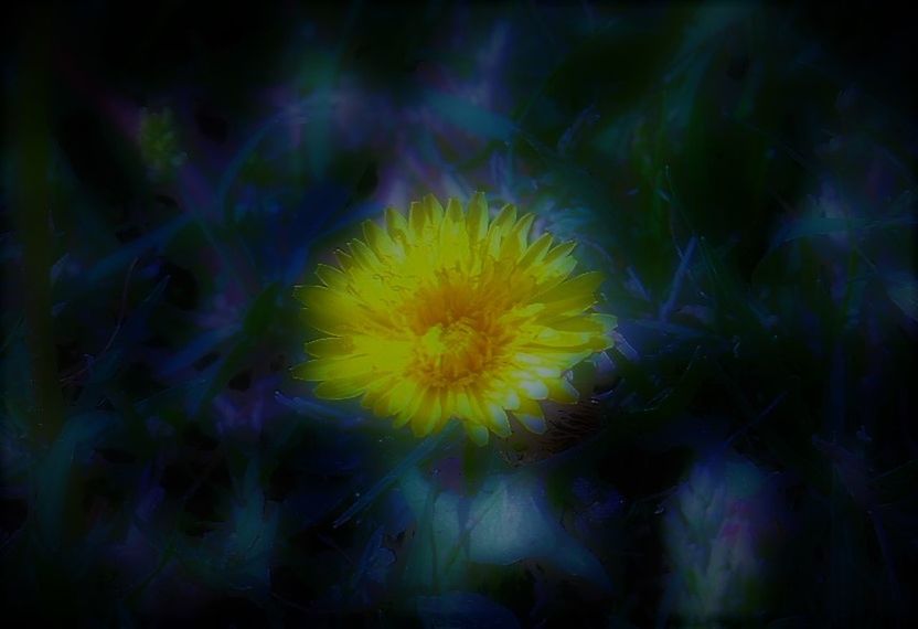 CLOSE-UP OF YELLOW FLOWER AGAINST BLACK BACKGROUND