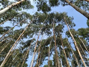 Low angle view of bamboo trees
