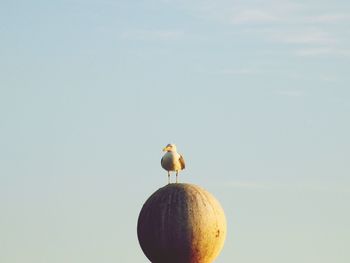 Close-up of bird