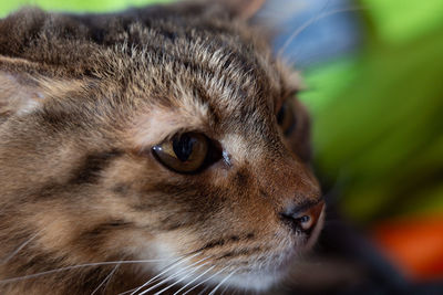 Close-up portrait of a cat