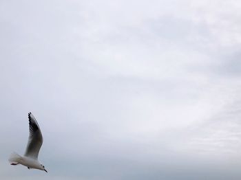 Low angle view of seagull flying in sky