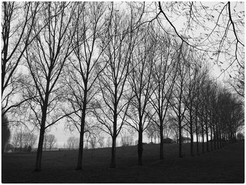 Bare trees on grassy field