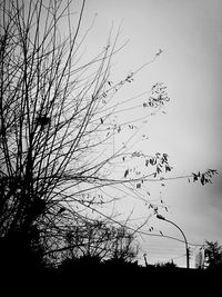 Low angle view of silhouette birds flying against sky