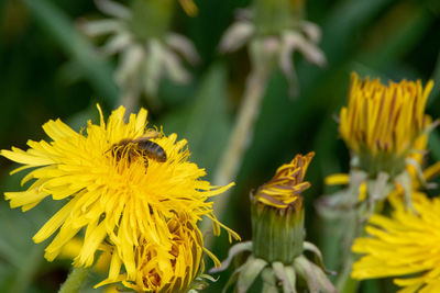 Close-up of bee pollinating on yellow flower