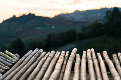 Close-up of bamboo on mountain against sky