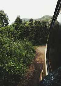 Dirt road amidst trees against sky