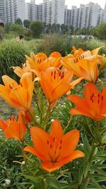 Close-up of orange flowering plants