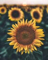 Close-up of sunflower