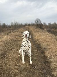 Dog standing on field