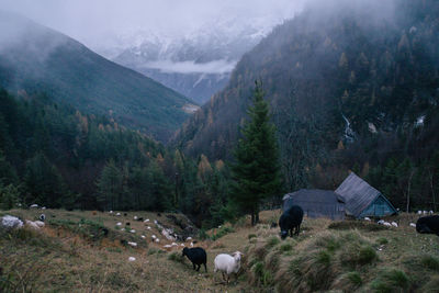 View of sheep grazing on field