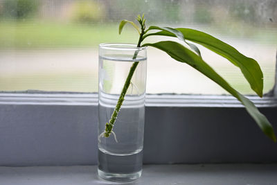 Close-up of plant in glass on table