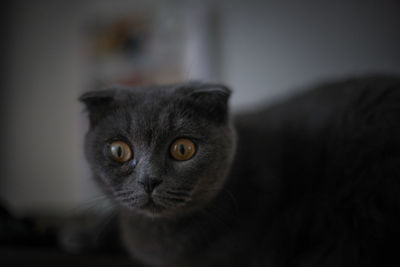 Close-up portrait of cat