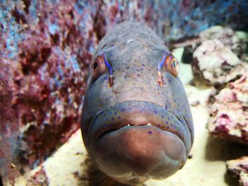 Close-up portrait of fish
