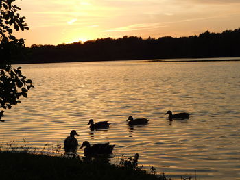 Silhouette ducks swimming in lake during sunset