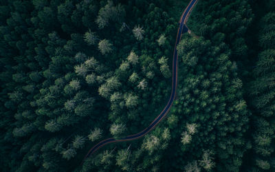 High angle view of road amidst trees in forest