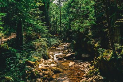 Trees growing in forest