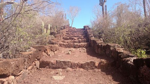 Steps and trees against sky