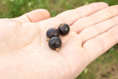 Close-up of hand holding berries