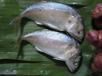 Close-up of fish in water