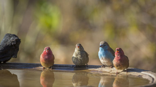 Close-up of birds perching on wood