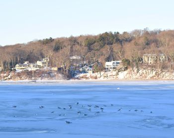 Birds by sea against clear sky