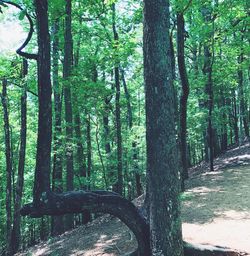 Trees in forest