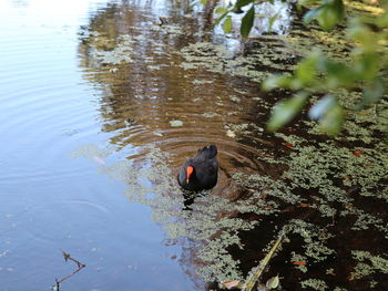 High angle view of duck swimming in lake