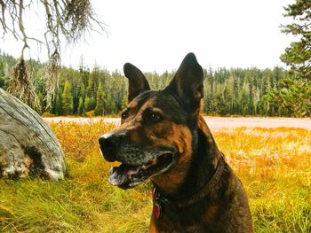 Portrait of dog relaxing on field