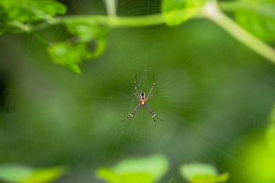 Close-up of spider on web