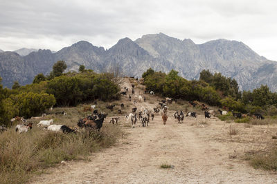 View of mountain goats on landscape