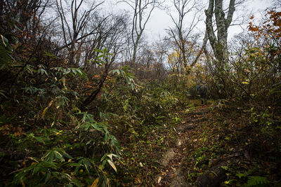 Plants and trees in forest