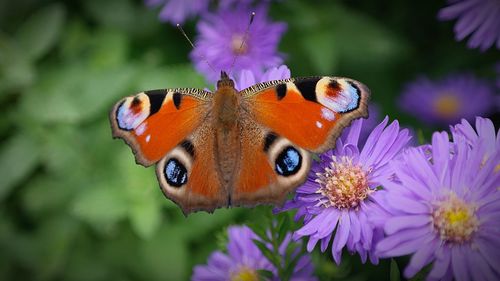 Close-up of butterfly pollinating on purple flower