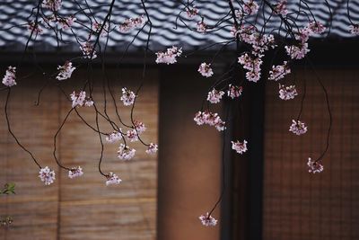 Flowers blooming against house