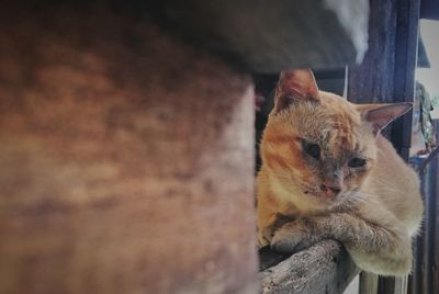 Close-up of a cat looking away