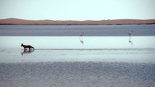 View of horse on beach