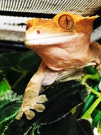 Close-up of lizard on leaf