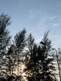 Low angle view of silhouette trees against sky