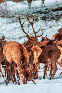 View of deer on snow covered land