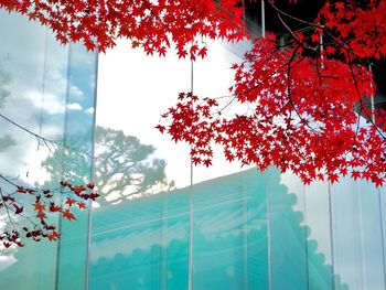 Low angle view of maple tree against sky